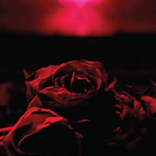 Roses - CD Audio di Paper Kites