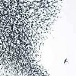 Sky Blue Sky - CD Audio di Wilco
