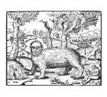 Demon - CD Audio di Envelopes