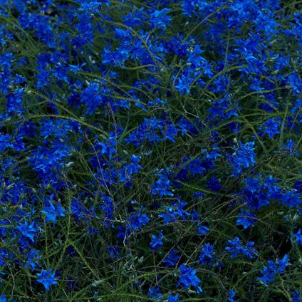 Gift Songs - Vinile LP di Jefre Cantu-Ledesma