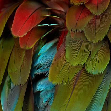 Celebration - Vinile LP di Nyos