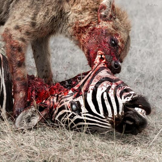 Predation Perfected - Vinile LP di God Is War