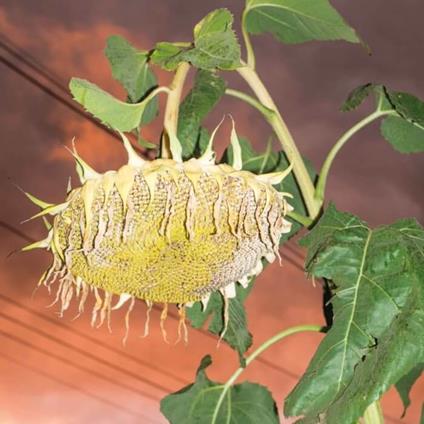 Fillerkiller - Vinile LP di Phatness