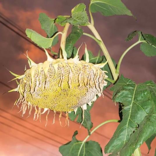 Fillerkiller - Vinile LP di Phatness