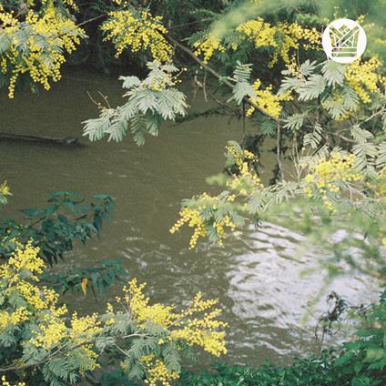 Money Music - Suburban Breeze - Vinile LP di Surprise Chef