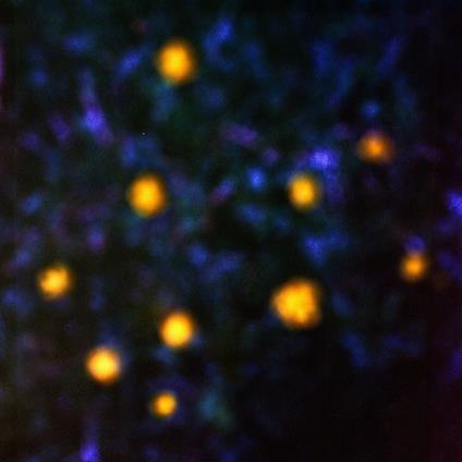 Daemmerlicht - Vinile LP + CD Audio di Recondite