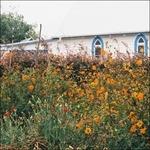 Blue Cheese - CD Audio di Kane Strang