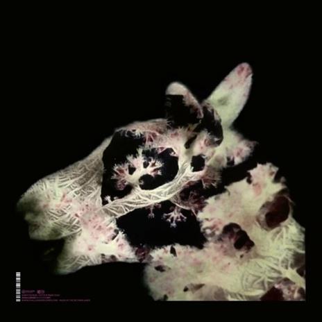 Avalon Songs (with Wolfert Brederode) - Vinile LP di Yuri Honing - 2