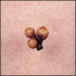 Und die Scheibe Andert Sichimmer - CD Audio di Big Sir