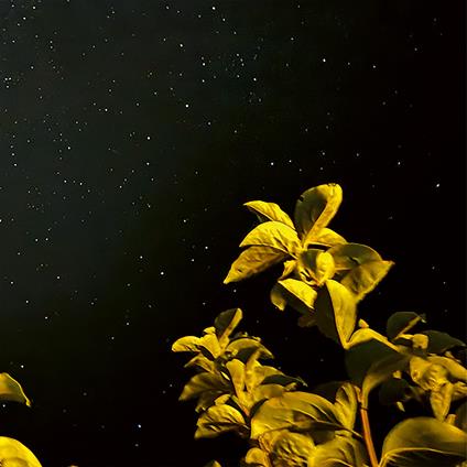 Changing Bodies (Limited Vinyl Edition) - Vinile LP di Thomas Peter