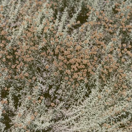 If I Am Only My Thoughts - CD Audio di Loving