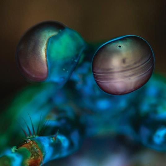 Amasia. Anamibia Sessions 2 - Vinile LP di Melvin Gibbs