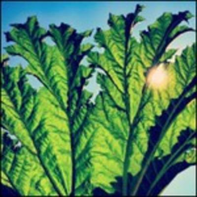 Gunnera - Vinile LP di Pfarmers