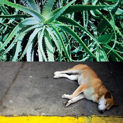 All The Things That Happen - Vinile LP di Steve Bates