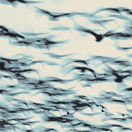 Call - CD Audio di Bellbird