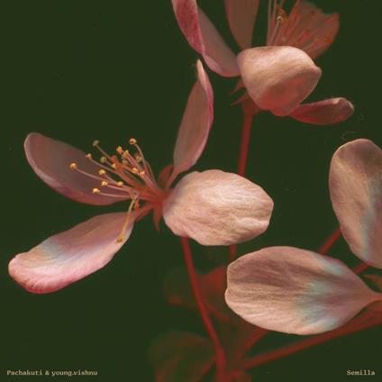 Semilla - Vinile LP di Young.Vishnu,Pachakuti