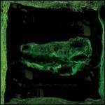 Down There - Vinile LP di Avey Tare