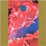 Synaesthesia - CD Audio di Death Ambient