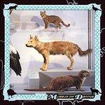 Museum of Dannys - CD Audio di Danny Cohen