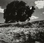 Invisible White - Vinile LP di Ancestors