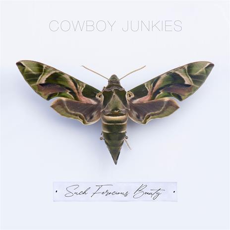 Such Ferocious Beauty (Translucent Gold Vinyl) - Vinile LP di Cowboy Junkies