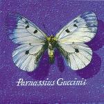 Parnassius Guccinii