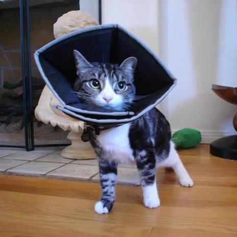 All Four Paws Collare Medico per Cani Comfy Cone Taglia S 14 cm Nero - 3