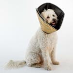 All Four Paws Collare Medico per Cani Comfy Cone Taglia S 14 cm Tanno