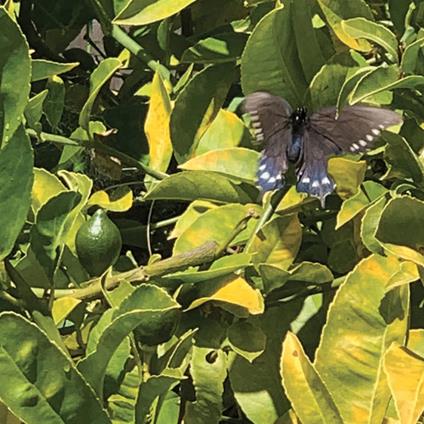 Claudia'S Ethereal Weaver - Vinile LP di Sad Eyes Beatniks