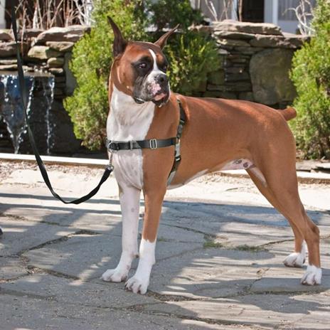 PetSafe Pettorina per Cani Easy Walk Misura M Nera - 2