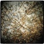 Thistled Spring - CD Audio di Horse Feathers