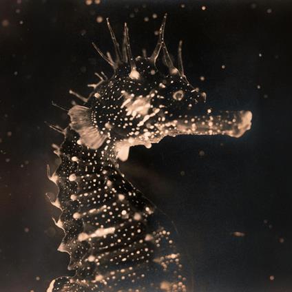 Black Swan - Vinile LP di Tender Ender