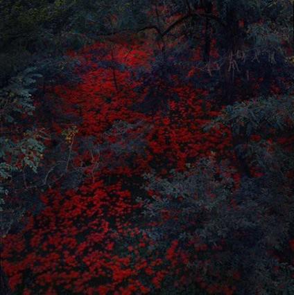 Marigold And Cable - Vinile LP di Alex Cobb