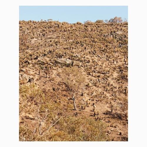 Palimpsests - Vinile LP di Andrew Pekler