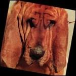Goodbye Bread - Vinile LP di Ty Segall