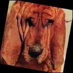 Goodbye Bread - Vinile LP di Ty Segall