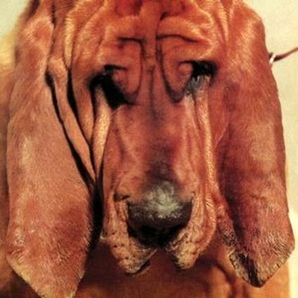 Goodbye Bread - CD Audio di Ty Segall