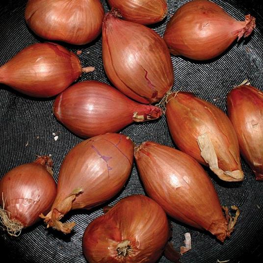 Fried Shallots (Limited Edition) - Vinile LP di Ty Segall