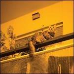 Republic - Vinile LP di Sam Prekop