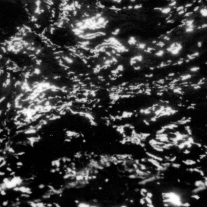 Aia. Dream Loss - Vinile LP di Grouper