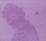 Gymnosphere. Song of the Rose - CD Audio di Jordan De La Sierra