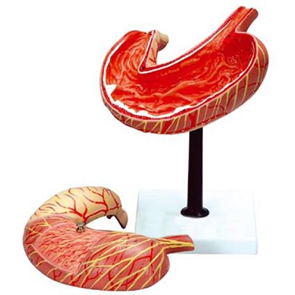 Modello Stomaco Scomponibile