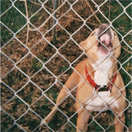 Pop Culture - Vinile LP di Knocked Loose