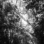 Tristes Tropiques - Vinile LP di Andrew Pekler