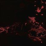 Moss Garden - Vinile LP di Svarte Greiner