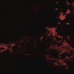 Moss Garden - CD Audio di Svarte Greiner