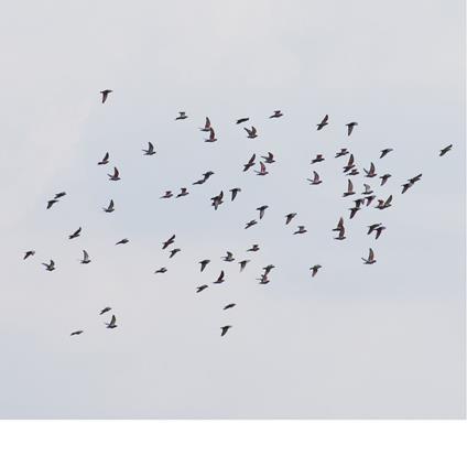 A Coincidence Is Perfect, Intimate... - Vinile LP di Marja Ahti