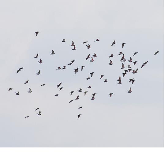 A Coincidence Is Perfect, Intimate... - Vinile LP di Marja Ahti