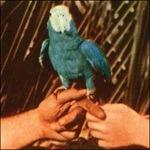 Are You Serious (Limited Edition) - Vinile LP di Andrew Bird