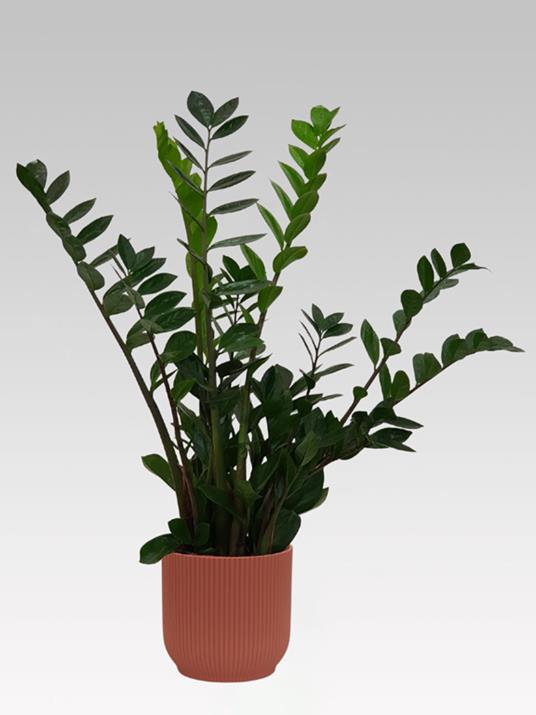 1 PIANTA di ZAMIOCULCAS in Vaso 19CM da Interno Appartamento 1 PIANTA di ZAMIOCULCAS in Vaso 19CM da Interno Appartamento